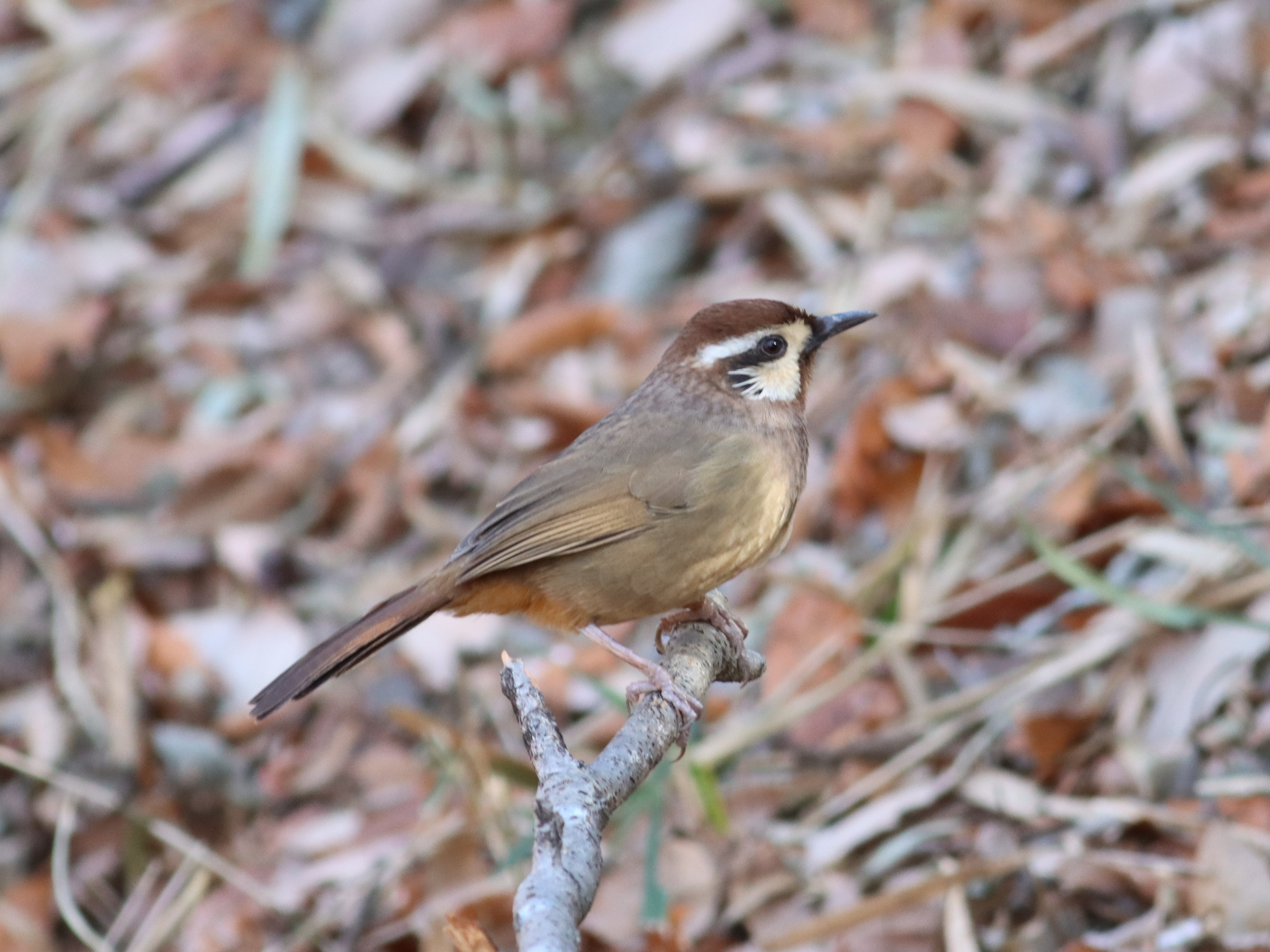 カオジロガビチョウ
